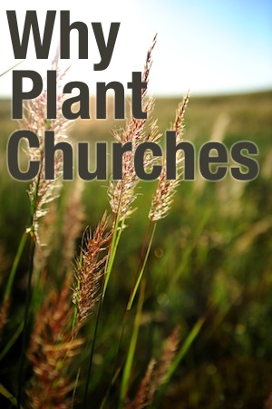 tall_wheat